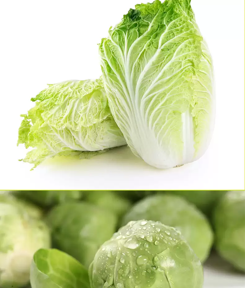 什么时候种白菜最合适?最佳种植时间及技巧全解析插图 什么时候种白菜最合适?最佳种植时间及技巧全解析插图