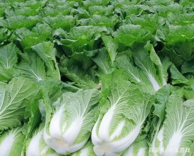 北方秋白菜的种植方法和时间全解析(附高产技巧)-会东网