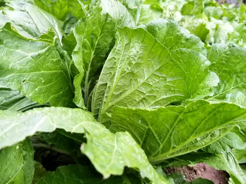 冬天的大白菜什么时间种最合适?最佳种植时间解析-会东网