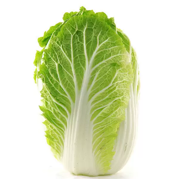 怎么种白菜出苗快一些?5个实用技巧让白菜3天发芽-会东网