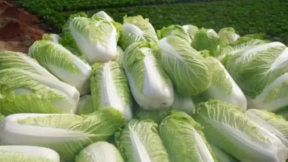 夏季怎么用遮阳网种小白菜?5个关键技巧让菜苗茁壮成长-会东网