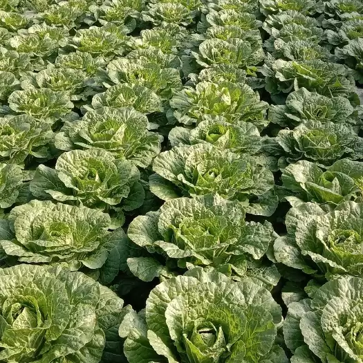 白菜多会种植最合适?最佳种植时间全解析-会东网