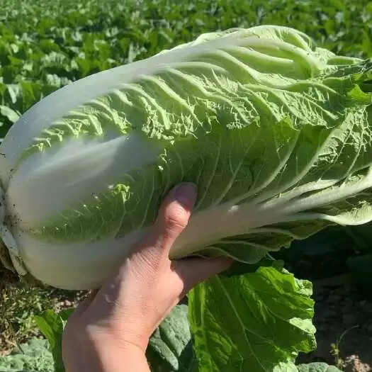 白菜有多少种?全面解析白菜品种及特点-会东网