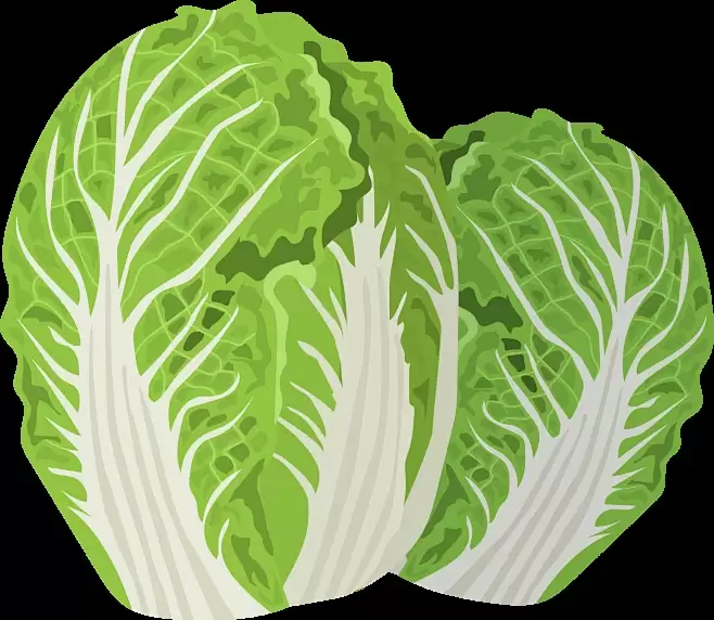 内蒙古什么时候种大白菜?最佳种植时间及技巧全解析-会东网