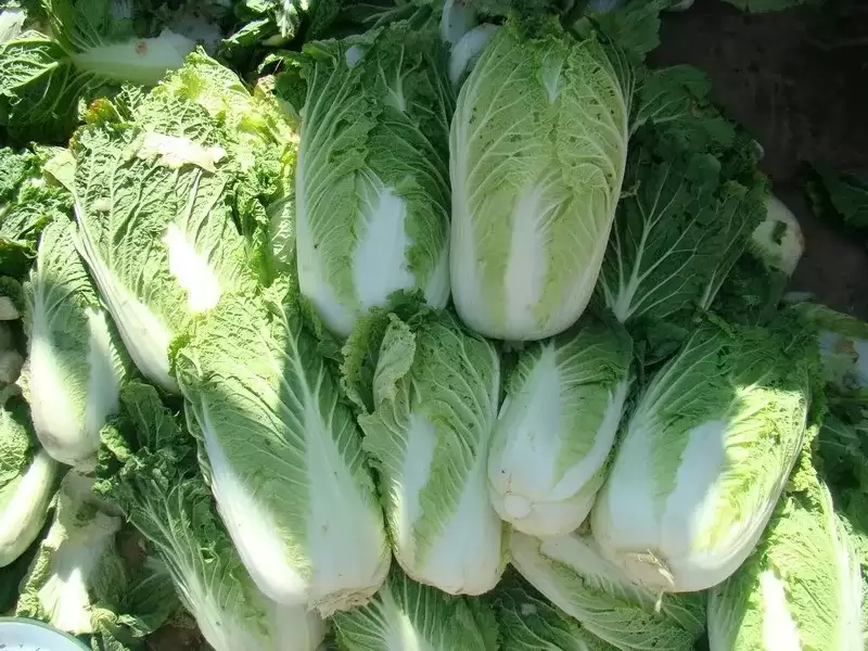 白菜怎么种?从选种到收获的完整种植指南-会东网