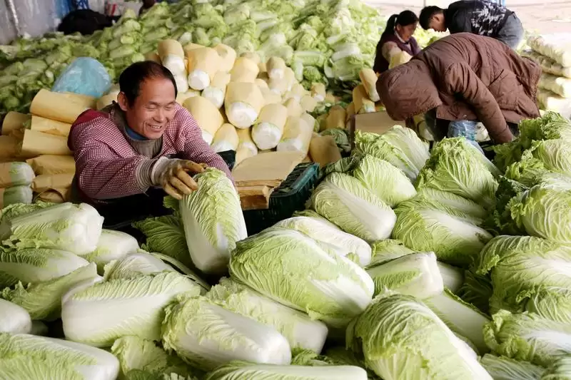 洋白菜怎么种植(新手必看的洋白菜种植全攻略)-会东网