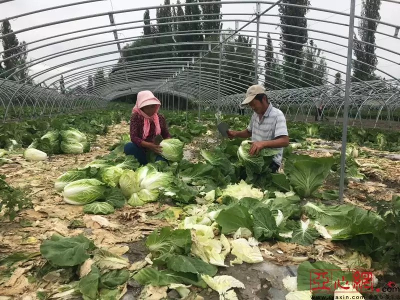 小白菜适合什么时候种？最佳种植时间全解析-会东网