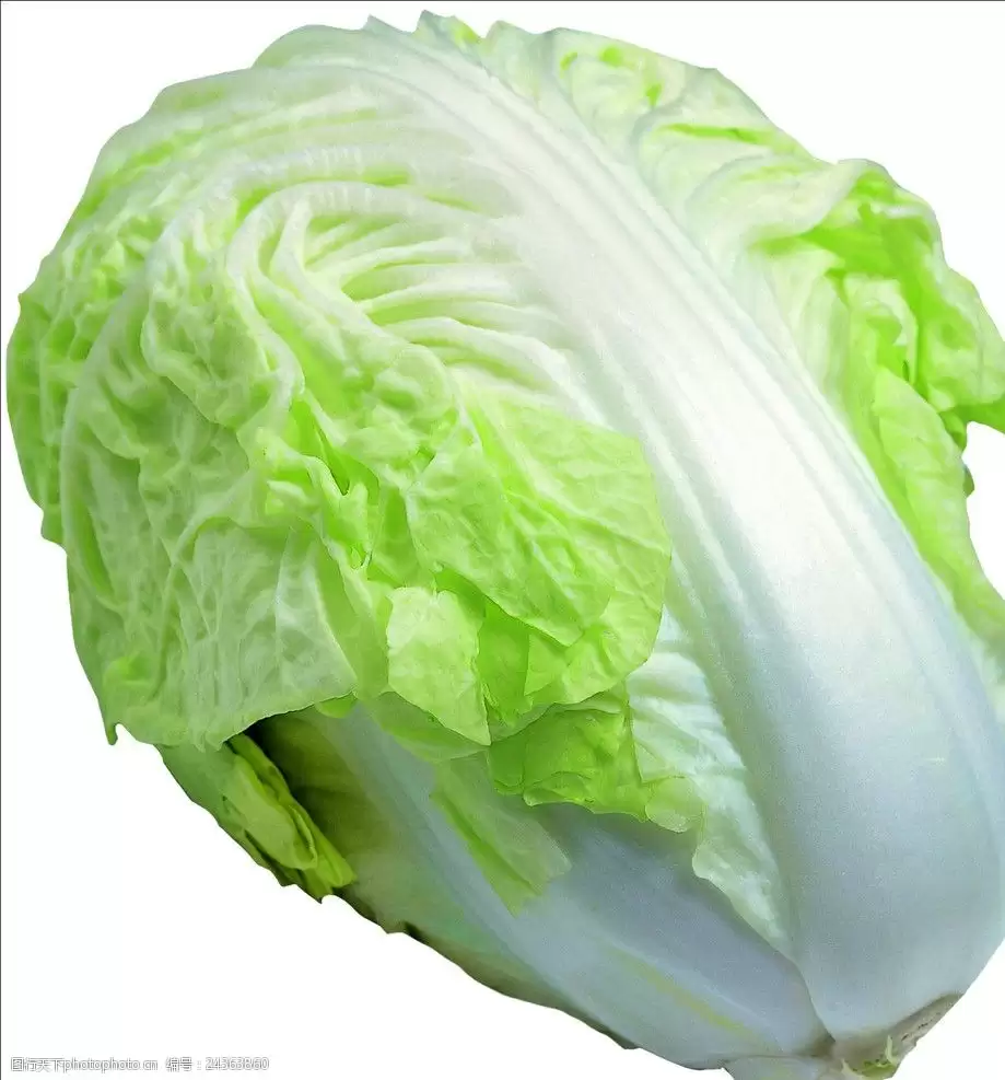 怎样种好小白菜？新手必看的7个关键步骤-会东网