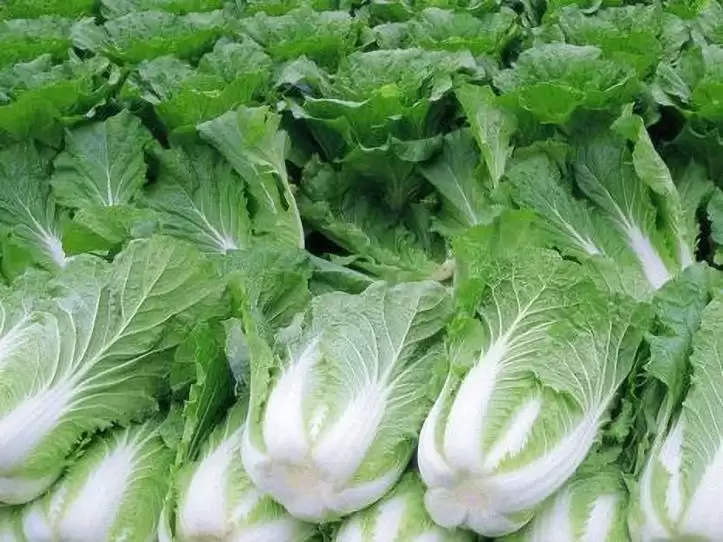 种大白菜用什么肥好?5种最佳肥料推荐及施肥技巧-会东网