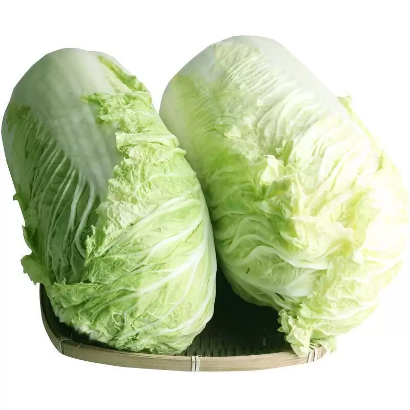 种白菜埋多深土?掌握这个深度让白菜长得又大又好-会东网