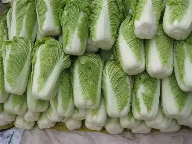 今年大白菜什么时间种合适？最佳种植时间全解析-会东网