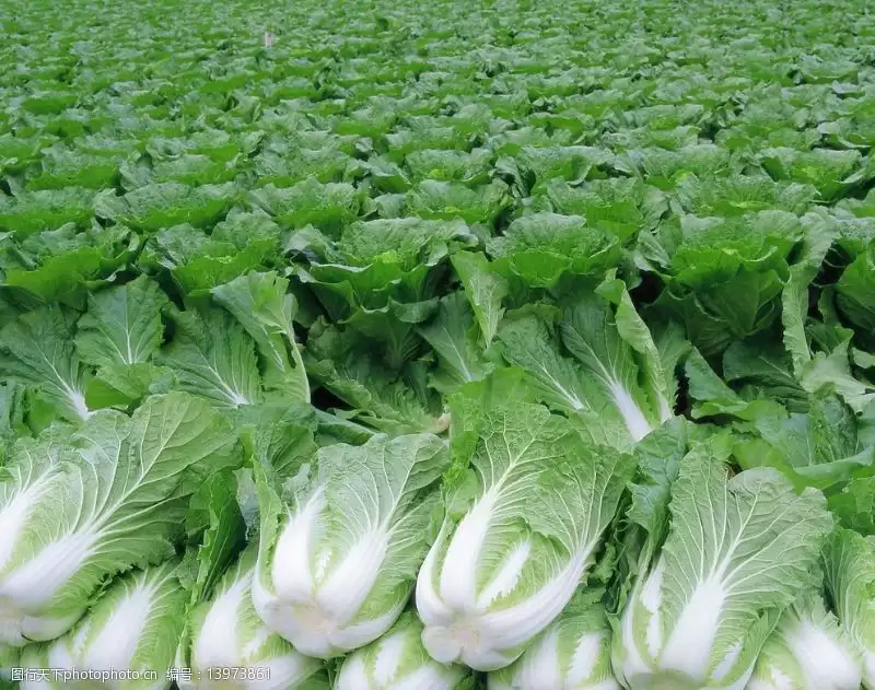 七月份可以种白菜吗?最佳种植时间与技巧全解析插图 七月份可以种白菜吗?最佳种植时间与技巧全解析插图