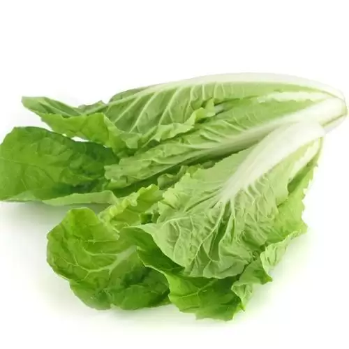 大白菜种方法详解：从选种到收获的全过程指南-会东网