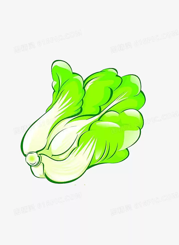 大白菜什么季节种植最好？掌握最佳种植时令产量翻倍-会东网