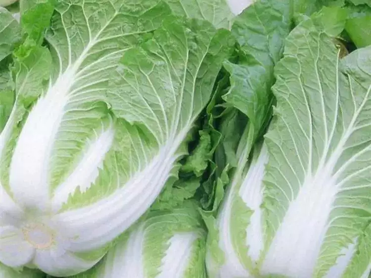 白菜优良品种简介（优质白菜品种全解析）-会东网