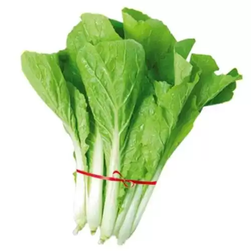 小白菜播种方法全攻略(新手必看的种植技巧)-会东网