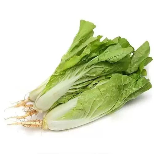 70天白菜有什么品种?快速成熟白菜品种全解析-会东网