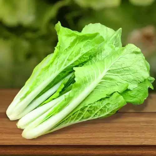 种植白菜过程详解:从选种到收获的完整指南-会东网