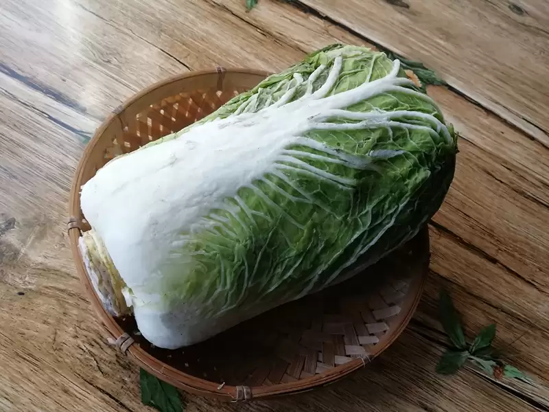 大白菜什么时间种合适?最佳种植季节全解析-会东网