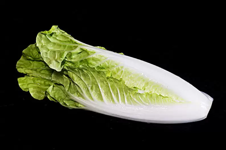 白菜播种深度多少？掌握这几点轻松种出高产白菜-会东网