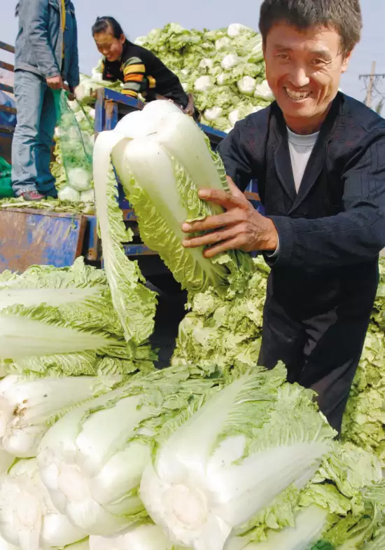 小白菜种植的6个步骤详解:从选种到收获的全流程指南插图 小白菜种植的6个步骤详解:从选种到收获的全流程指南插图