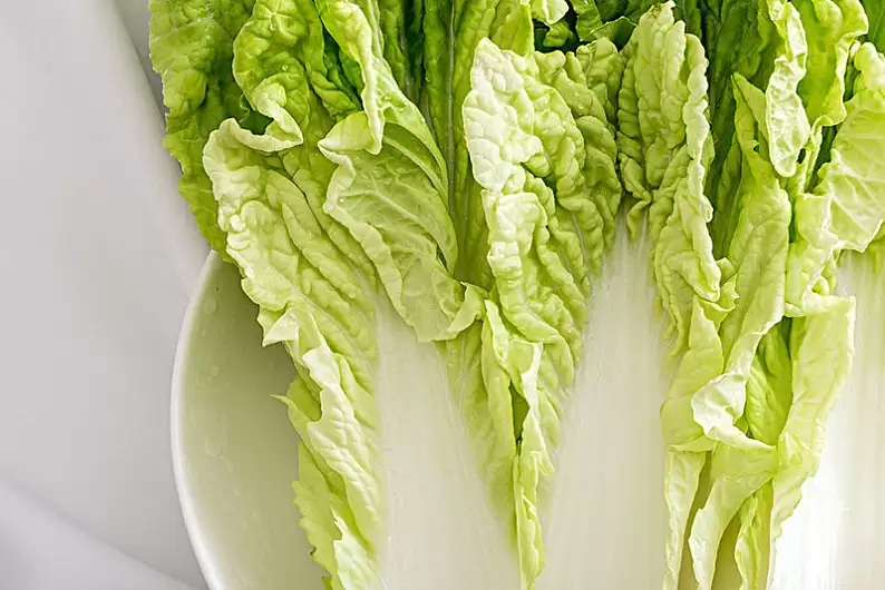 夏天可以种白菜吗?夏季白菜种植全攻略-会东网