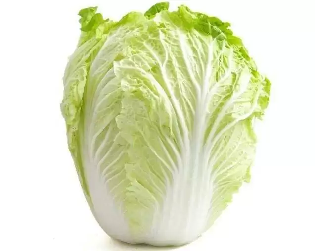 该种白菜了吗？白菜种植最佳时机与技巧全解析插图1