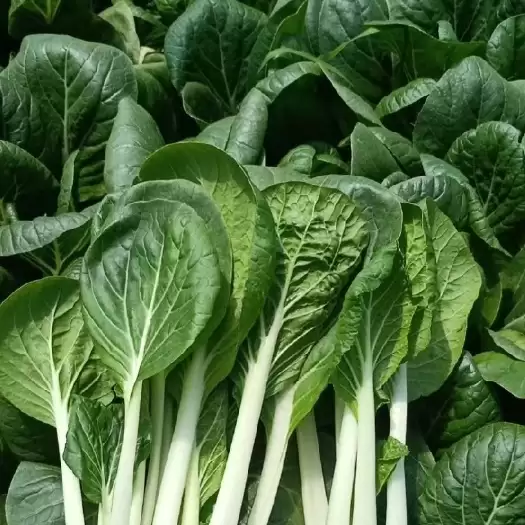 白菜夏天可以种植吗?夏季白菜种植全攻略插图1 白菜夏天可以种植吗?夏季白菜种植全攻略插图1