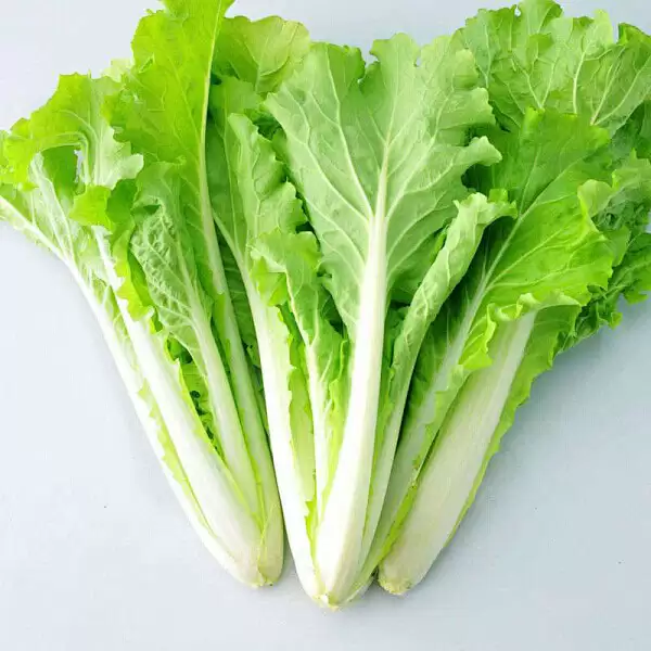 白菜型油菜种植时间和方法详解：高产栽培技术指南插图1