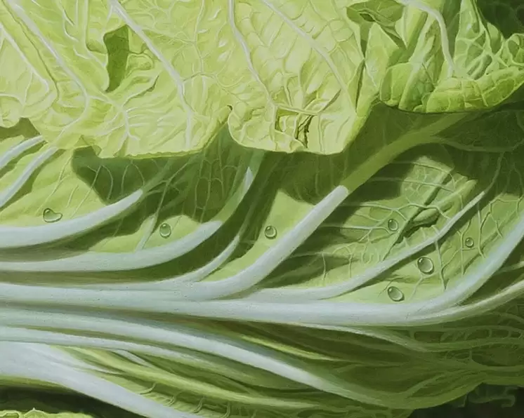 大白菜什么时间种合适？最佳种植季节全解析插图1