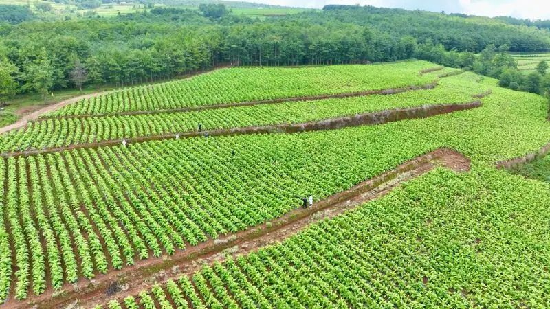 会东县:借低空经济“东风” 绘就智慧农业乡村振兴新画卷插图3 会东县:借低空经济“东风” 绘就智慧农业乡村振兴新画卷插图3