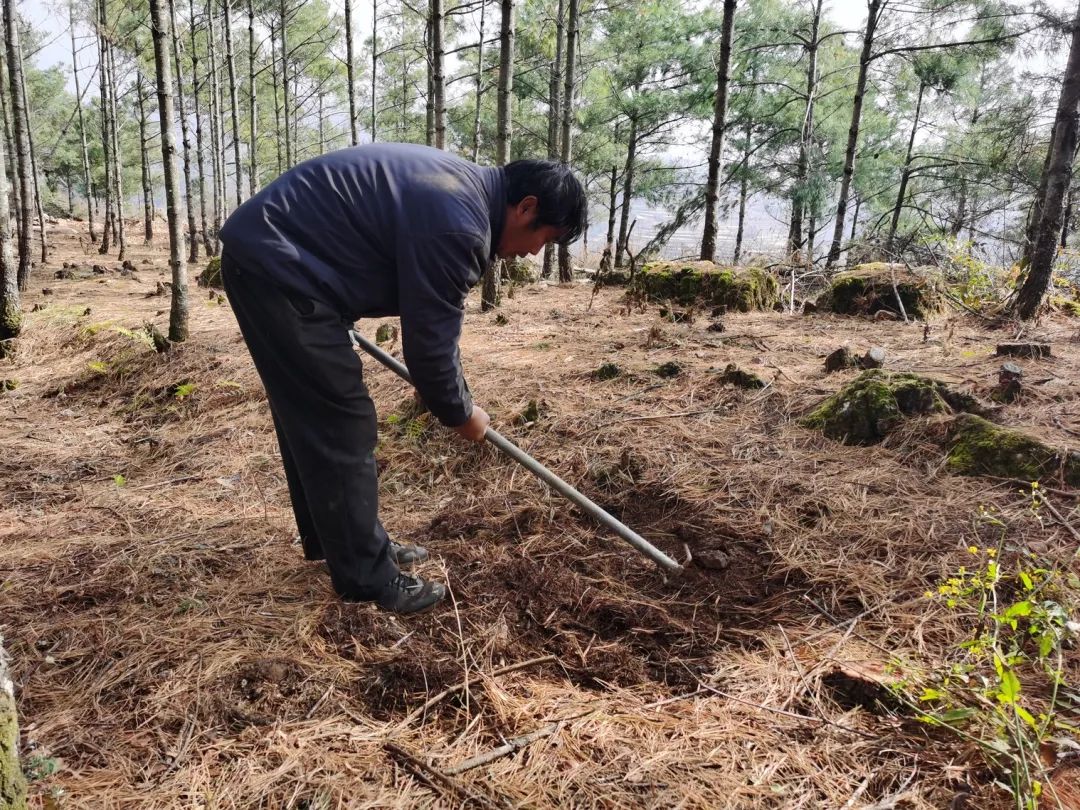 会东松露产业:科技生态“双轮驱动”,赋能乡村振兴“加速跑”插图4 会东松露产业:科技生态“双轮驱动”,赋能乡村振兴“加速跑”插图4