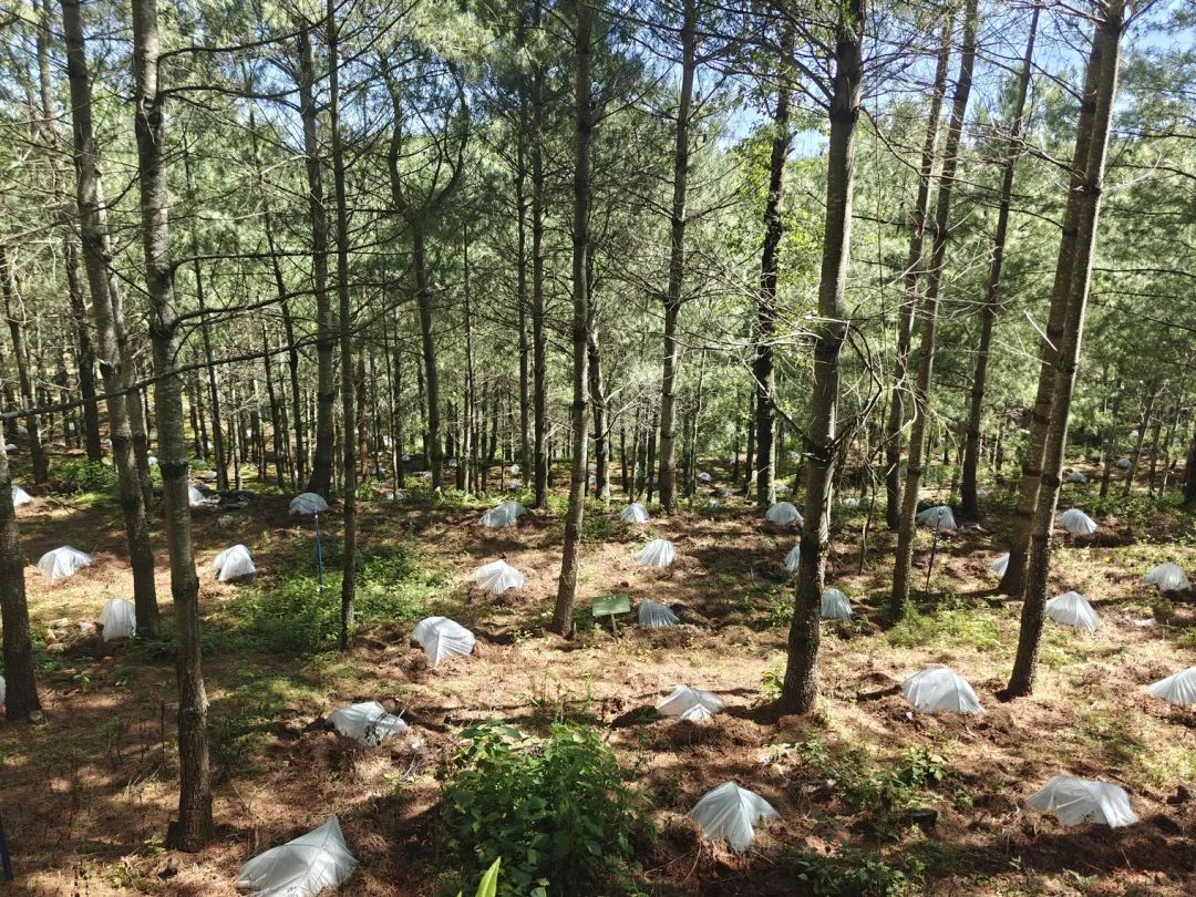 会东松露产业:科技生态“双轮驱动”,赋能乡村振兴“加速跑”插图 会东松露产业:科技生态“双轮驱动”,赋能乡村振兴“加速跑”插图