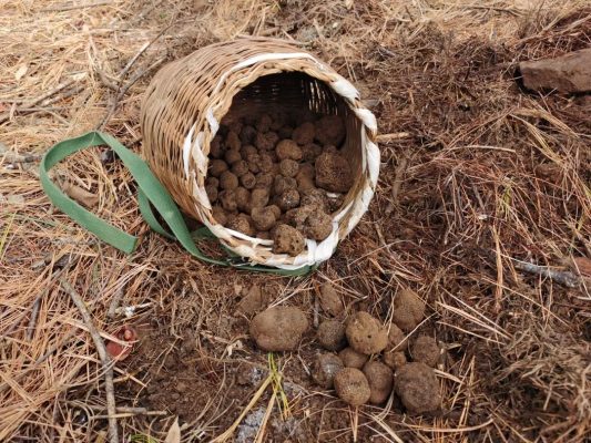 会东松露产业:科技生态“双轮驱动”,赋能乡村振兴“加速跑”-会东网