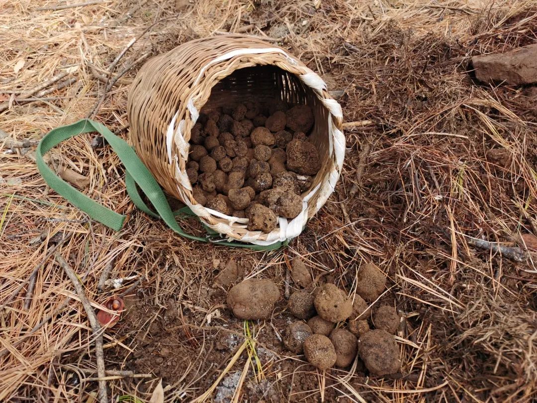 会东松露产业:科技生态“双轮驱动”,赋能乡村振兴“加速跑”插图3 会东松露产业:科技生态“双轮驱动”,赋能乡村振兴“加速跑”插图3