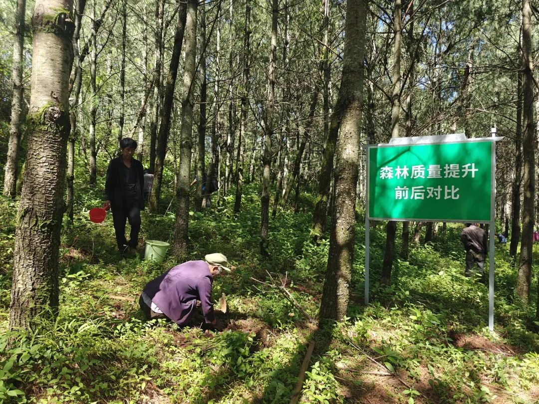 会东松露产业:科技生态“双轮驱动”,赋能乡村振兴“加速跑”插图2 会东松露产业:科技生态“双轮驱动”,赋能乡村振兴“加速跑”插图2