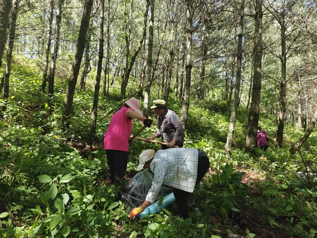 会东松露产业:科技生态“双轮驱动”,赋能乡村振兴“加速跑”插图5 会东松露产业:科技生态“双轮驱动”,赋能乡村振兴“加速跑”插图5