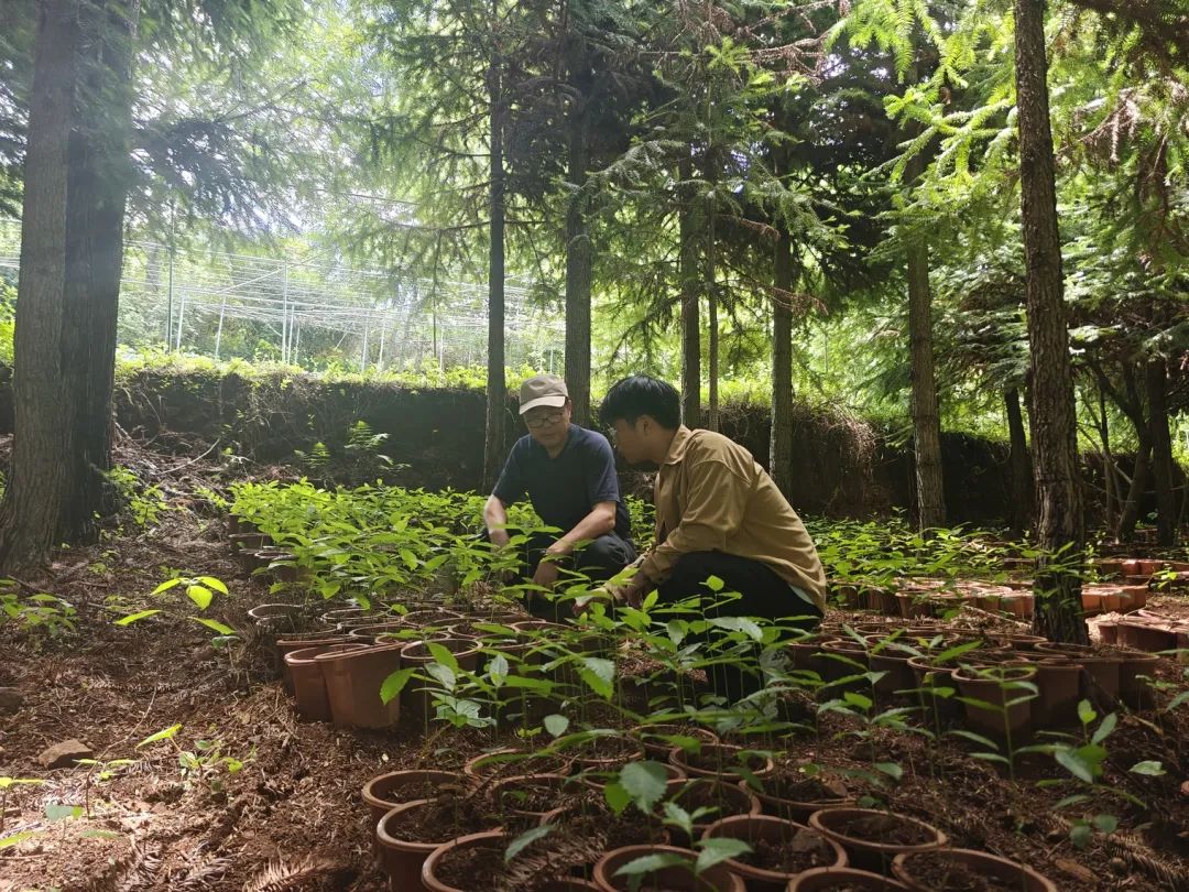 会东松露产业:科技生态“双轮驱动”,赋能乡村振兴“加速跑”插图6 会东松露产业:科技生态“双轮驱动”,赋能乡村振兴“加速跑”插图6