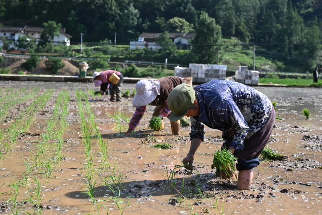 新街镇:烟苗与稻秧接力,奏响乡村振兴“田园牧歌”插图1 新街镇:烟苗与稻秧接力,奏响乡村振兴“田园牧歌”插图1