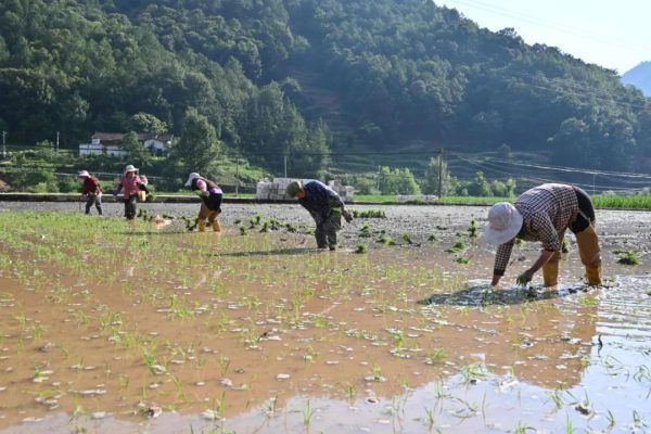 新街镇:烟苗与稻秧接力,奏响乡村振兴“田园牧歌”-会东网
