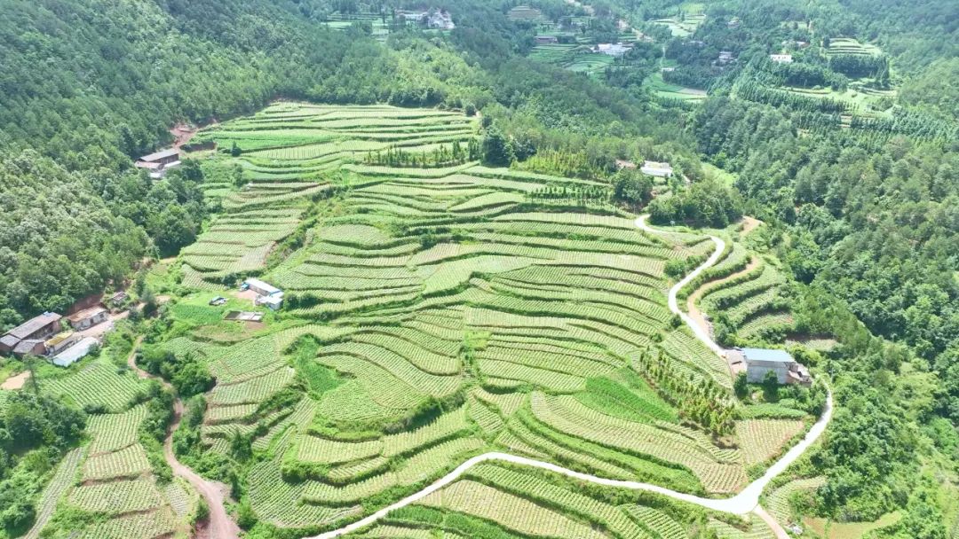 会东县推广烟粮套种模式:优化结构促增收,科技助力农业兴插图1 会东县推广烟粮套种模式:优化结构促增收,科技助力农业兴插图1