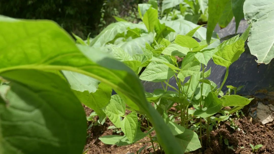 会东县推广烟粮套种模式:优化结构促增收,科技助力农业兴-会东网