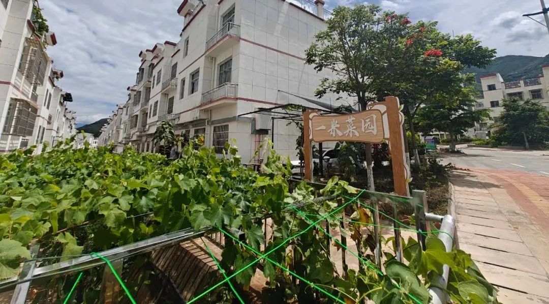 会东“微田园”:方寸菜畦,种出移民“幸福花”插图2 会东“微田园”:方寸菜畦,种出移民“幸福花”插图2