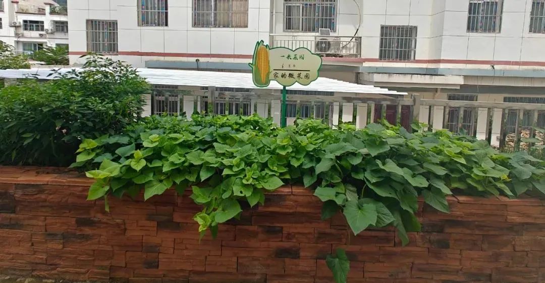 会东“微田园”:方寸菜畦,种出移民“幸福花”插图 会东“微田园”:方寸菜畦,种出移民“幸福花”插图