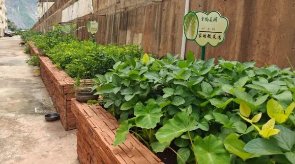 会东“微田园”:方寸菜畦,种出移民“幸福花”-会东网