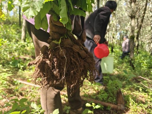 会东松露:人工培育获突破,规模化试种开启增收新篇-会东网