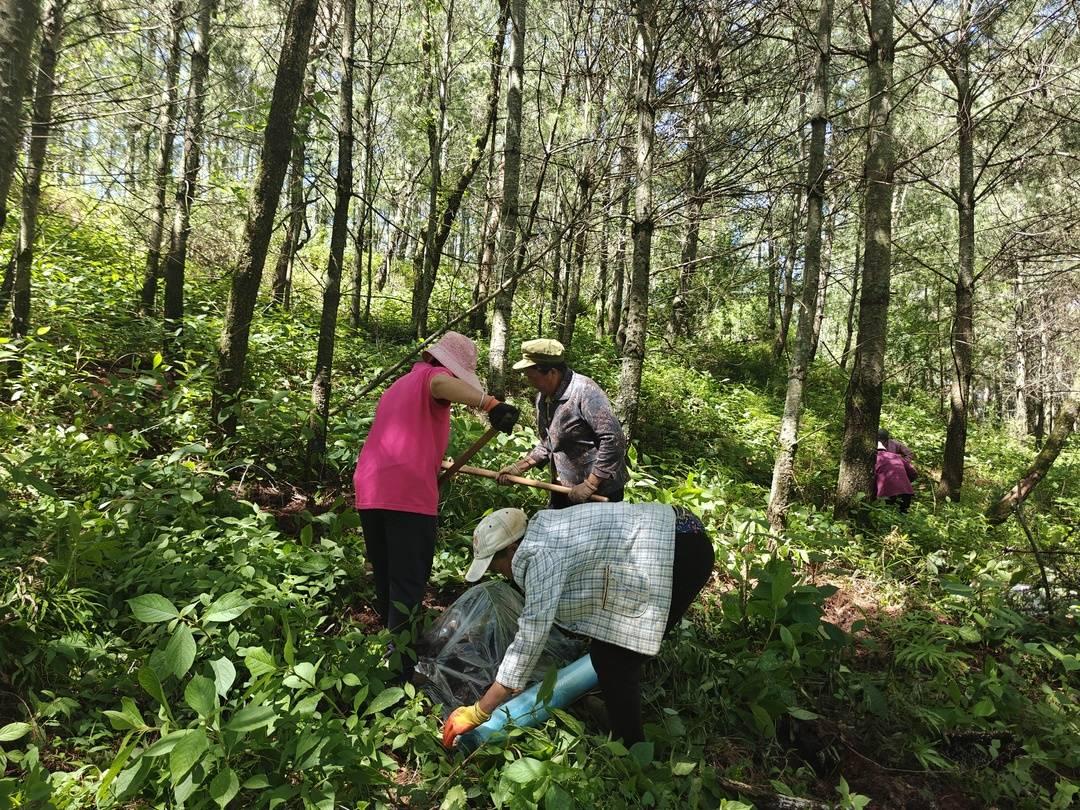 会东松露:人工培育获突破,规模化试种开启增收新篇插图3 会东松露:人工培育获突破,规模化试种开启增收新篇插图3