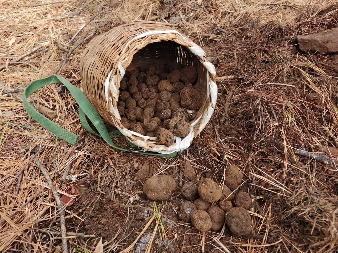 会东松露:人工培育获突破,规模化试种开启增收新篇插图1 会东松露:人工培育获突破,规模化试种开启增收新篇插图1