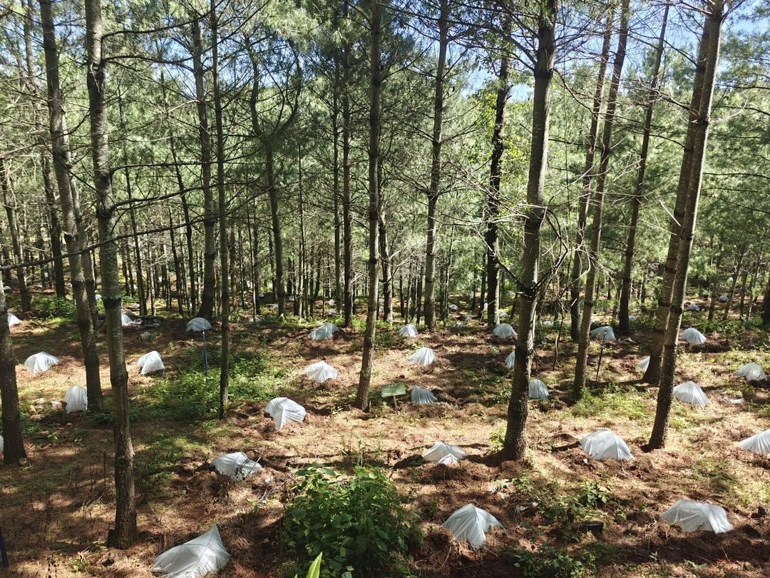 会东松露:人工培育获突破,规模化试种开启增收新篇插图4 会东松露:人工培育获突破,规模化试种开启增收新篇插图4