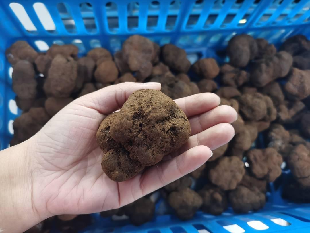 会东松露:人工培育获突破,规模化试种开启增收新篇插图 会东松露:人工培育获突破,规模化试种开启增收新篇插图